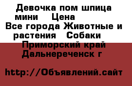 Девочка пом шпица мини  › Цена ­ 30 000 - Все города Животные и растения » Собаки   . Приморский край,Дальнереченск г.